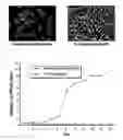 Fig. 01 - Microscale micropatterened engineered in vitro tissue