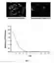 Fig. 02 - Microscale micropatterened engineered in vitro tissue