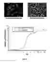 Fig. 03 - Microscale micropatterened engineered in vitro tissue