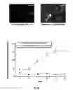 Fig. 08 - Microscale micropatterened engineered in vitro tissue
