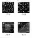 Fig. 13 - Microscale micropatterened engineered in vitro tissue