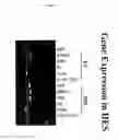 Fig. 08 - Methods of culturing embryonic stem cells and controlled differentiation