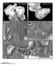 Fig. 05 - Inhibition of stem cell differentiation, enhancement of proliferation and selective induction of apoptosis by WNT factors