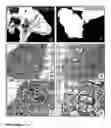 Fig. 06 - Inhibition of stem cell differentiation, enhancement of proliferation and selective induction of apoptosis by WNT factors