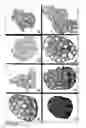 Fig. 13 - Inhibition of stem cell differentiation, enhancement of proliferation and selective induction of apoptosis by WNT factors