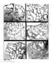 Fig. 15 - Inhibition of stem cell differentiation, enhancement of proliferation and selective induction of apoptosis by WNT factors