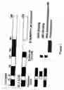 Fig. 02 - Cell lines for production of replication-defective adenovirus