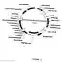 Fig. 05 - Cell lines for production of replication-defective adenovirus