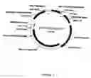 Fig. 06 - Cell lines for production of replication-defective adenovirus