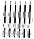 Fig. 07 - Cell lines for production of replication-defective adenovirus