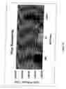 Fig. 10 - Cell lines for production of replication-defective adenovirus