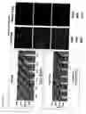 Fig. 13 - Cell lines for production of replication-defective adenovirus