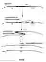 Fig. 07 - Bacteria with reduced genome