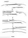 Fig. 08 - Bacteria with reduced genome