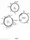 Fig. 09 - Bacteria with reduced genome