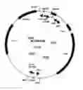 Fig. 01 - Compositions and methods for altering cellular functions