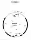 Fig. 08 - Compositions and methods for altering cellular functions