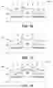 Fig. 10 - Methods for Transistor Formation Using Selective Gate Implantation