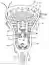 Fig. 01 - Net shaper