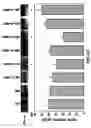 Fig. 13 - Androgen receptor coregulators