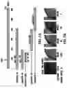 Fig. 16 - Androgen receptor coregulators