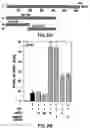 Fig. 21 - Androgen receptor coregulators