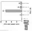 Fig. 25 - Androgen receptor coregulators