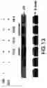 Fig. 27 - Androgen receptor coregulators