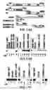 Fig. 32 - Androgen receptor coregulators