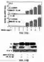 Fig. 34 - Androgen receptor coregulators