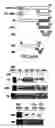 Fig. 40 - Androgen receptor coregulators