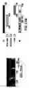 Fig. 45 - Androgen receptor coregulators