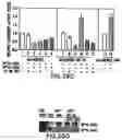 Fig. 46 - Androgen receptor coregulators