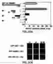 Fig. 47 - Androgen receptor coregulators