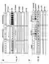 Fig. 05 - Methods and compositions for modulating hyperstabilized c-met