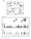 Fig. 18 - Method of treatment using adiponectin variants