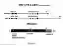 Fig. 02 - ARTS C-terminus fragments and mimetics thereof