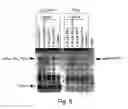 Fig. 09 - Pharmaceutical preparations of Fn3 polypeptides for human treatments