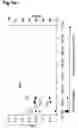 Fig. 03 - Novel pharmaceutical composition of interferon gamma or pirfenidone with molecular diagnostics for the improved treatment of interstitial lung diseases