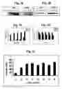 Fig. 03 - Method of treating cancer by modulation of mortalin