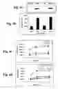 Fig. 05 - Method of treating cancer by modulation of mortalin
