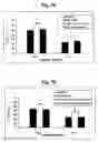 Fig. 06 - Method of treating cancer by modulation of mortalin