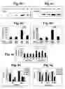 Fig. 07 - Method of treating cancer by modulation of mortalin