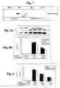 Fig. 08 - Method of treating cancer by modulation of mortalin