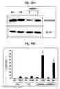 Fig. 09 - Method of treating cancer by modulation of mortalin