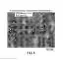 Fig. 10 - Crystalline forms of ziprasidone mesylate