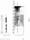 Fig. 02 - Stabilization of hypoxia inducible factor (HIF) alpha
