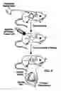 Fig. 05 - Methods for inhibition of angiogenesis