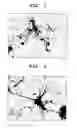 Fig. 02 - MAG expression promoters