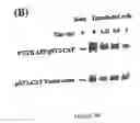 Fig. 13 - Agents useful for reducing amylioid precursor protein and treating dementia and methods of use thereof